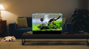 Living room with an aquarium and a sleeping dog